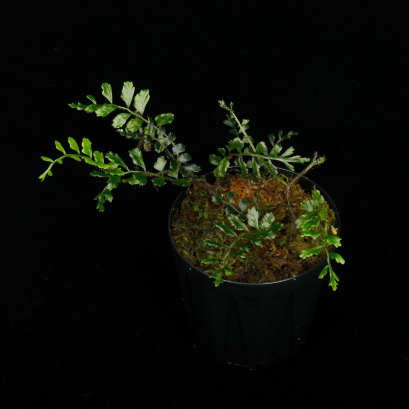 Lomagramma sp.��" Negros Island "��[ ���ޥ����� sp. " �ͥ������� " ]���� PN250925-05 ��