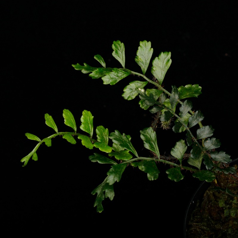 Lomagramma sp.��" Negros Island "��[ ���ޥ����� sp. " �ͥ������� " ]���� PN250925-05 ��