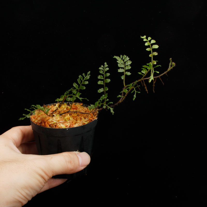 Lomagramma sp." Negros Island "[ ޥ sp. " ͥ " ] PN250626-08 