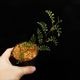 Lomagramma sp." Negros Island "[ ޥ sp. " ͥ " ] PN250626-08 