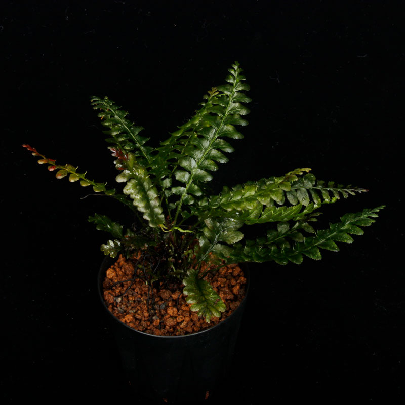 Cephalomanes javanicum��[ ���ե����ޥͥ�������Х˥��� / ʣ�������� ]���� PN260706-01 ��
