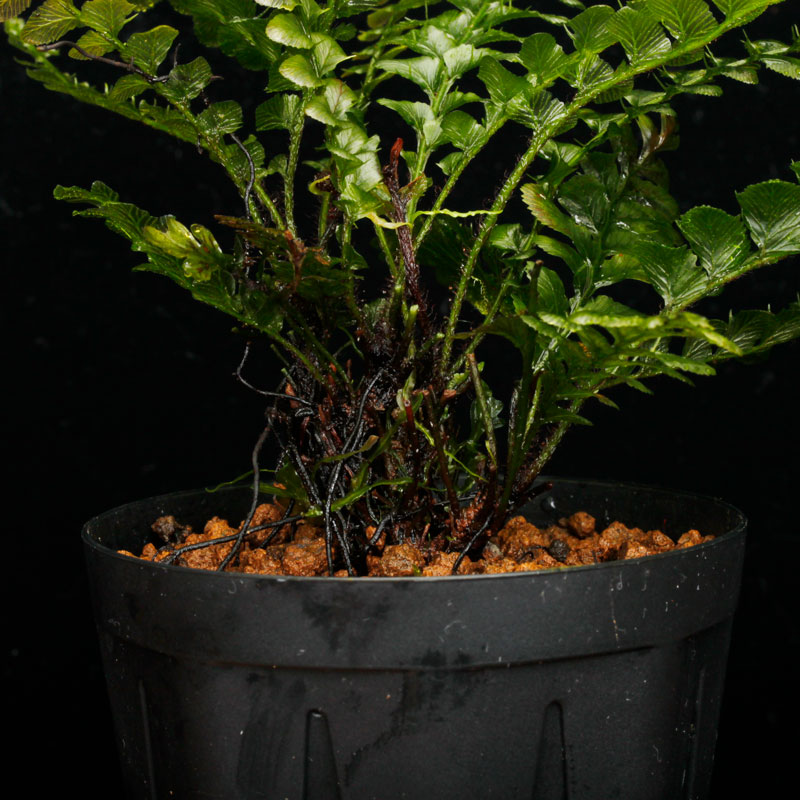 Cephalomanes javanicum��[ ���ե����ޥͥ�������Х˥��� / ʣ�������� ]���� PN260706-01 ��