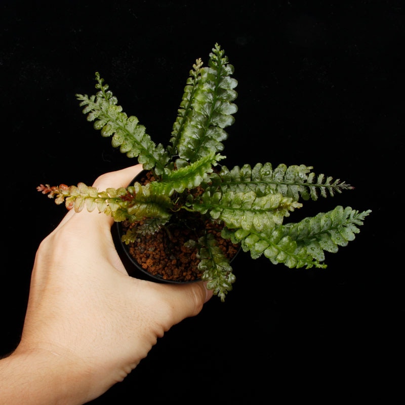Cephalomanes javanicum��[ ���ե����ޥͥ�������Х˥��� / ʣ�������� ]���� PN260706-01 ��