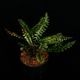 Cephalomanes javanicum��[ ���ե����ޥͥ�������Х˥��� / ʣ�������� ]���� PN260706-01 ��