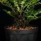 Cephalomanes javanicum��[ ���ե����ޥͥ�������Х˥��� / ʣ�������� ]���� PN260706-01 ��