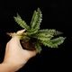 Cephalomanes javanicum��[ ���ե����ޥͥ�������Х˥��� / ʣ�������� ]���� PN260706-01 ��