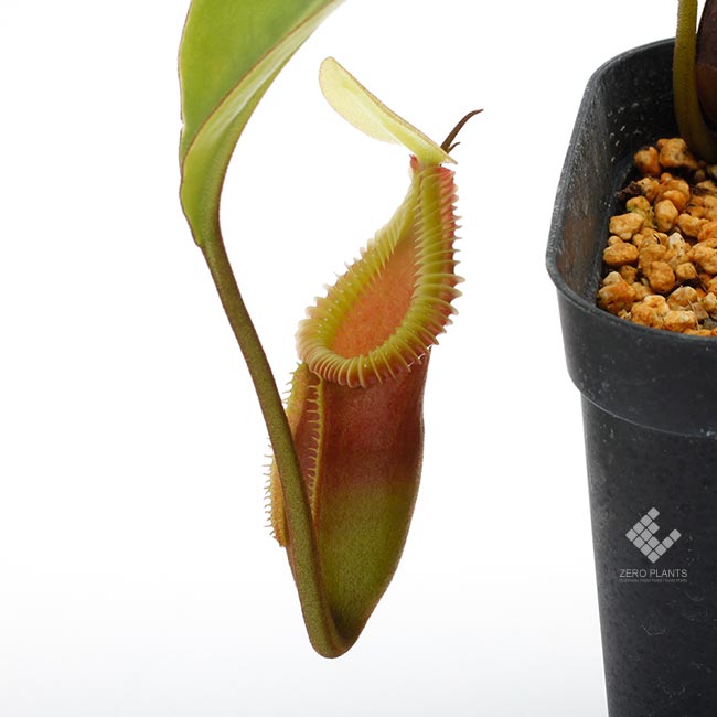 Nepenthes macrophylla [ ネペンテス・マクロフィラ ] 【 PN180124-04 】