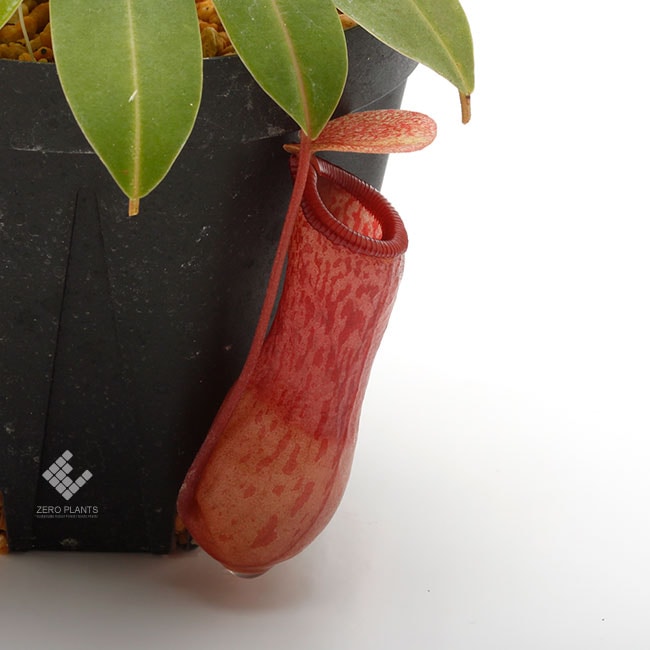 Nepenthes ventricosa [ ネペンテス・ベントリコーサ ] 【 Borneo