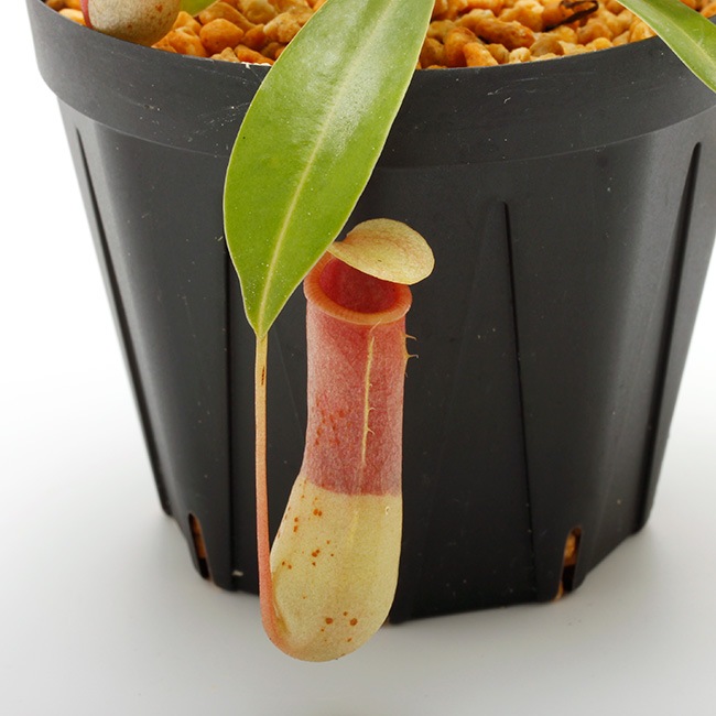 Nepenthes ventricosa 