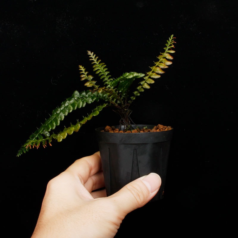 Cephalomanes javanicum��[ ���ե����ޥͥ�������Х˥��� ]���� PN260706-03 ��