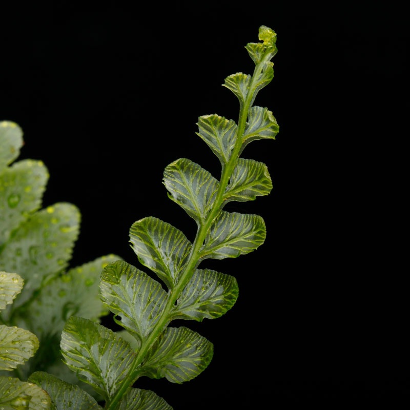 Cephalomanes javanicum��[ ���ե����ޥͥ�������Х˥��� ]���� PN260706-03 ��