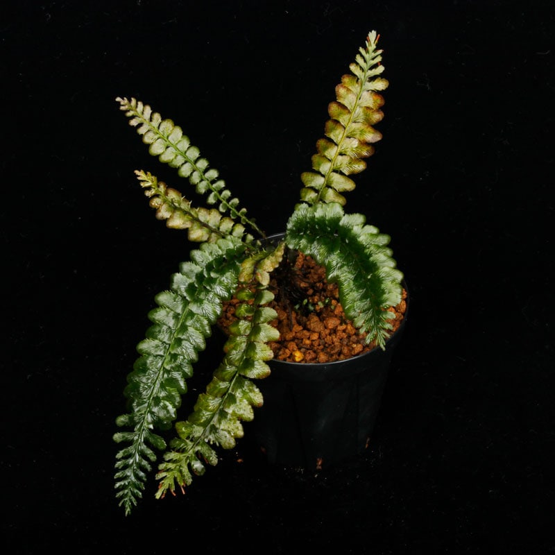 Cephalomanes javanicum��[ ���ե����ޥͥ�������Х˥��� ]���� PN260706-03 ��