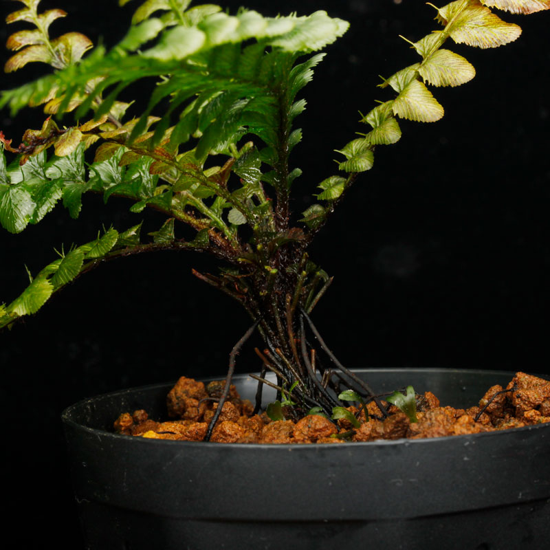 Cephalomanes javanicum��[ ���ե����ޥͥ�������Х˥��� ]���� PN260706-03 ��