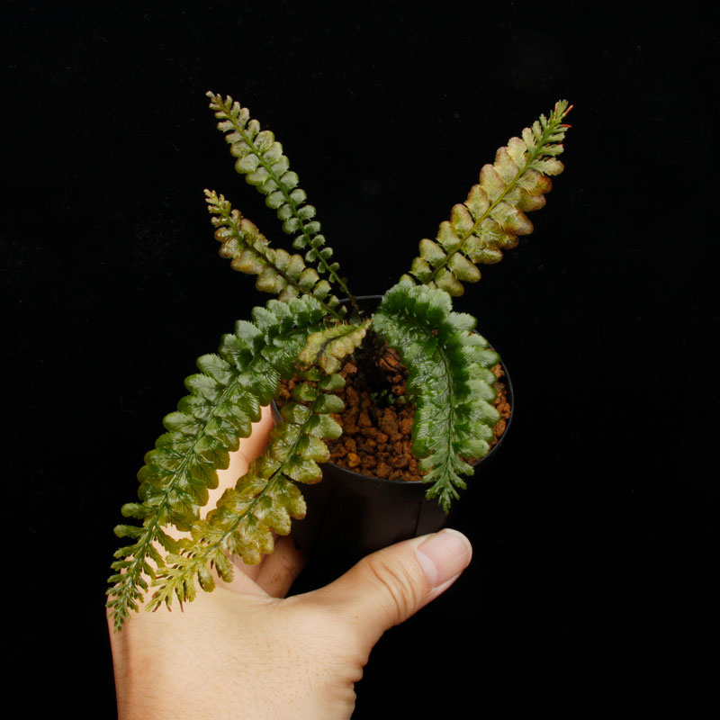 Cephalomanes javanicum��[ ���ե����ޥͥ�������Х˥��� ]���� PN260706-03 ��