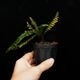 Cephalomanes javanicum��[ ���ե����ޥͥ�������Х˥��� ]���� PN260706-03 ��