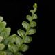 Cephalomanes javanicum��[ ���ե����ޥͥ�������Х˥��� ]���� PN260706-03 ��