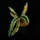 Cephalomanes javanicum��[ ���ե����ޥͥ�������Х˥��� ]���� PN260706-03 ��