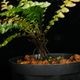 Cephalomanes javanicum��[ ���ե����ޥͥ�������Х˥��� ]���� PN260706-03 ��