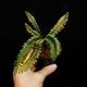 Cephalomanes javanicum��[ ���ե����ޥͥ�������Х˥��� ]���� PN260706-03 ��