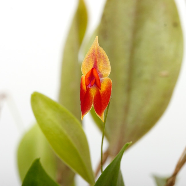 Lepanthes ejecta Luer & Hirtz 1987 レパンテス Lepanthes ejecta Luer & Hirtz 1987 レパンテス