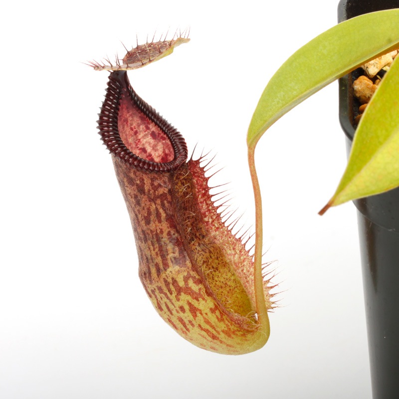 Nepenthes sibuyanensis x hamata [ ネペンテス・シブヤンエンシス