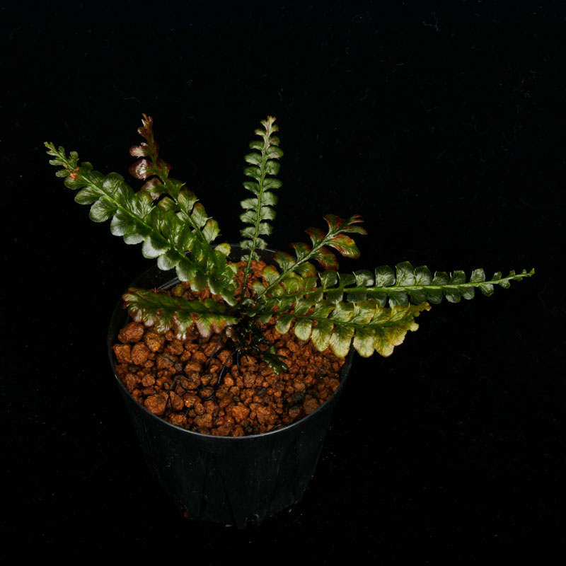 Cephalomanes javanicum��[ ���ե����ޥͥ�������Х˥��� ]���� PN260706-02 ��