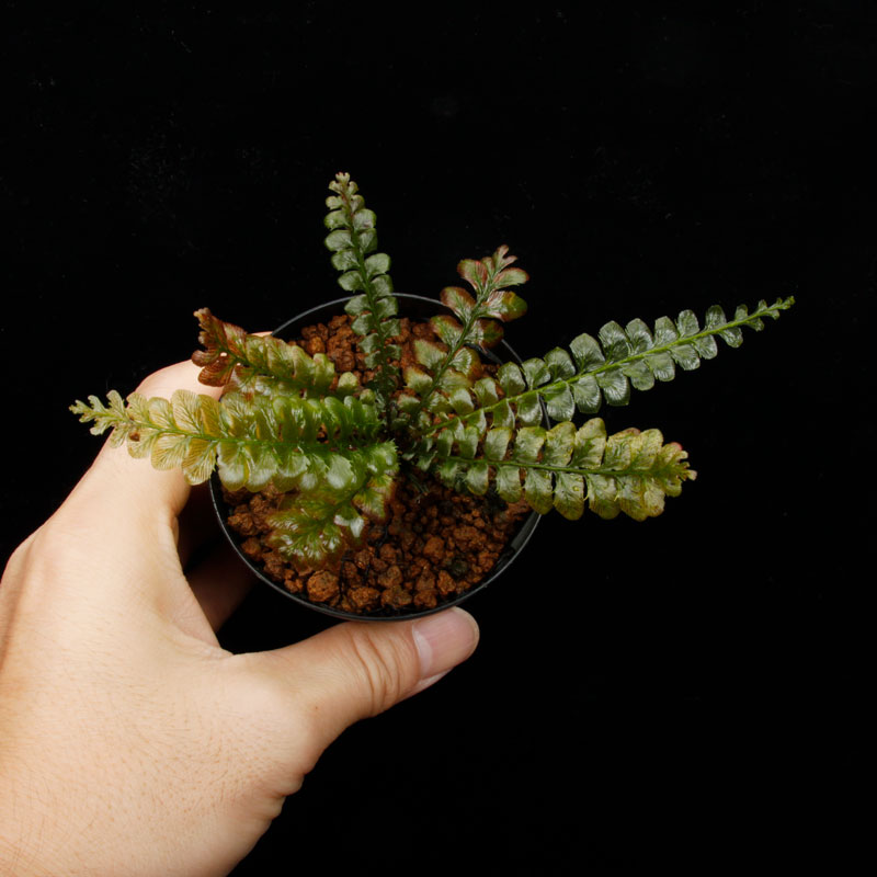 Cephalomanes javanicum��[ ���ե����ޥͥ�������Х˥��� ]���� PN260706-02 ��