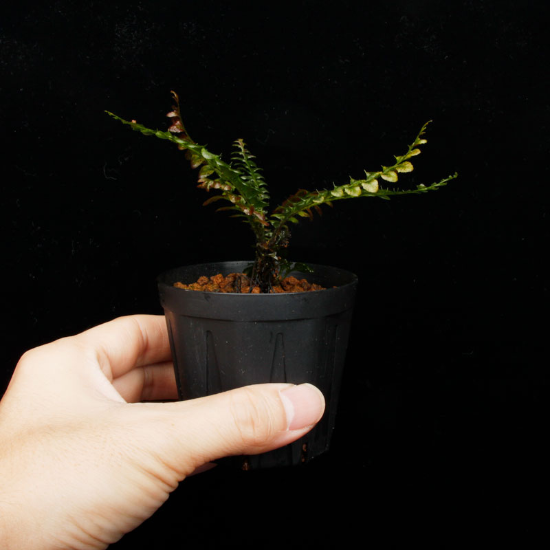 Cephalomanes javanicum��[ ���ե����ޥͥ�������Х˥��� ]���� PN260706-02 ��