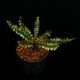Cephalomanes javanicum��[ ���ե����ޥͥ�������Х˥��� ]���� PN260706-02 ��
