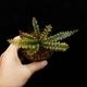 Cephalomanes javanicum��[ ���ե����ޥͥ�������Х˥��� ]���� PN260706-02 ��