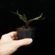 Cephalomanes javanicum��[ ���ե����ޥͥ�������Х˥��� ]���� PN260706-02 ��