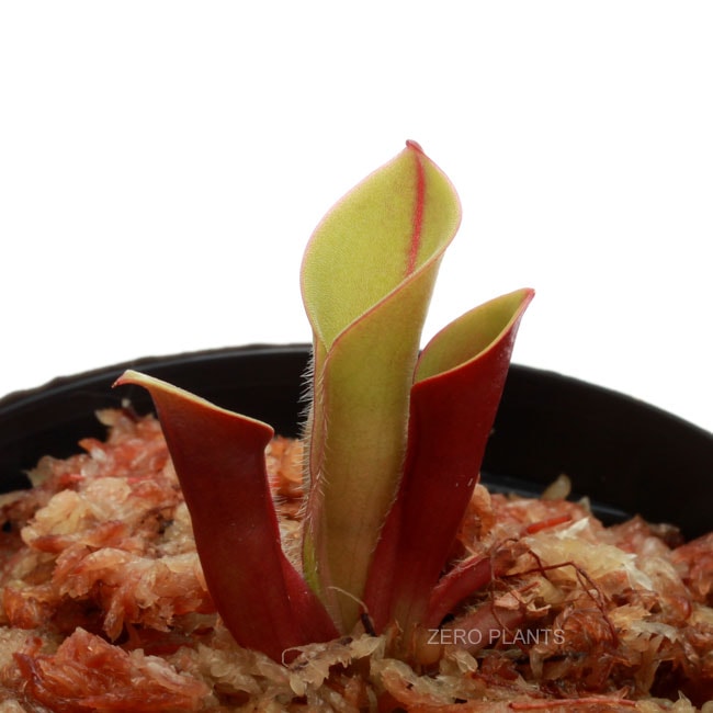 Heliamphora minor 