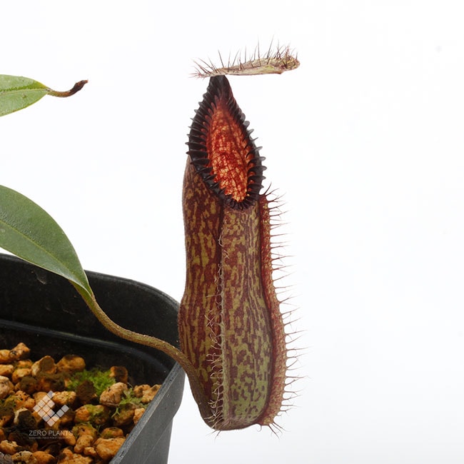 珍しい【ハマタ×ソレリー】ネペンテス　大株 Nepenthes hamata [ ネペンテス・ハマタ ] 【 PN191018-10 】 | 植物