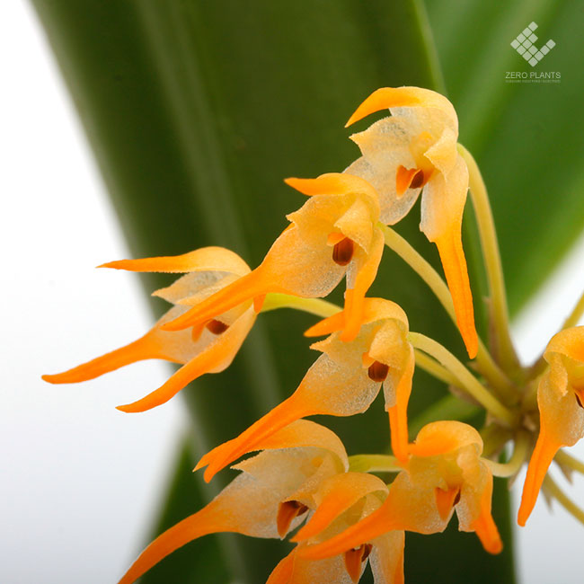 Bulbophyllum cephalophorum [ バルボフィラム・ケファロフォルム