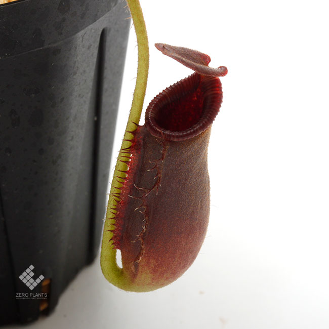 Nepenthes lowii��"Gunung Trusmadi " ��[ �ͥڥ�ƥ������������� ]���� PN200106-18 ��