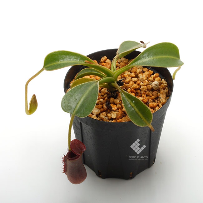 Nepenthes lowii��"Gunung Trusmadi " ��[ �ͥڥ�ƥ������������� ]���� PN200106-18 ��