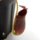 Nepenthes lowii��"Gunung Trusmadi " ��[ �ͥڥ�ƥ������������� ]���� PN200106-18 ��