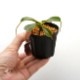 Nepenthes lowii��"Gunung Trusmadi " ��[ �ͥڥ�ƥ������������� ]���� PN200106-18 ��