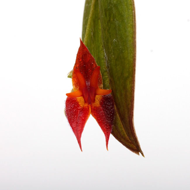Lepanthes antilocapra [ レパンテス・アンチロカプラ ] 【 PN221007