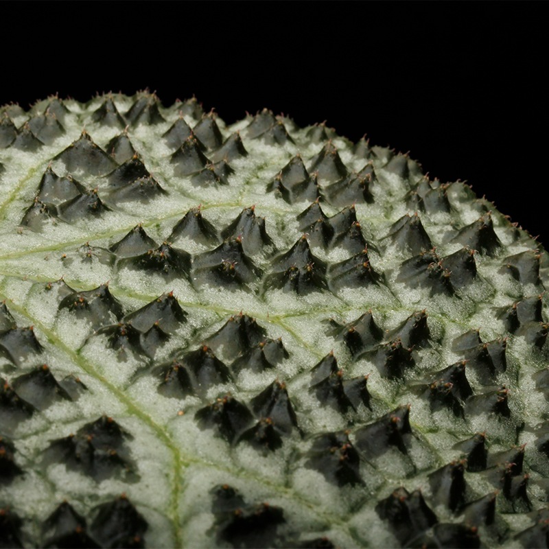 Begonia montaniformis [ ベゴニア・モンタニフォルミス] 1ポット