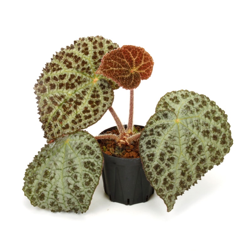Begonia montaniformis��[ �٥��˥�����󥿥˥ե���ߥ�]��1�ݥå�