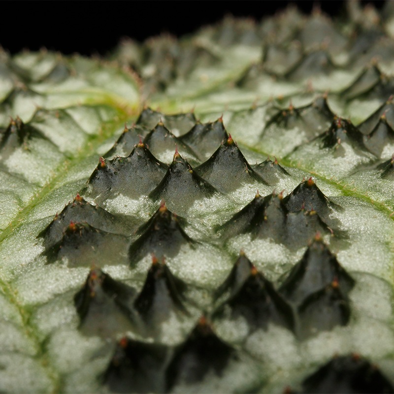 Begonia montaniformis��[ �٥��˥�����󥿥˥ե���ߥ�]��1�ݥå�