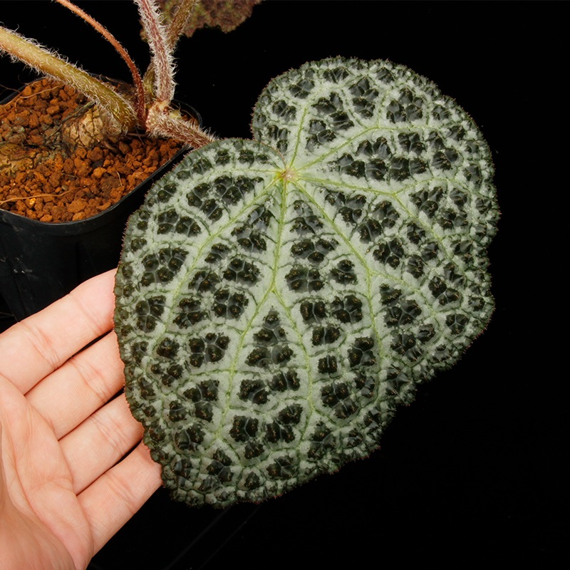 Begonia montaniformis��[ �٥��˥�����󥿥˥ե���ߥ�]��1�ݥå�