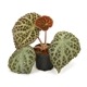 Begonia montaniformis��[ �٥��˥�����󥿥˥ե���ߥ�]��1�ݥå�