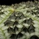 Begonia montaniformis��[ �٥��˥�����󥿥˥ե���ߥ�]��1�ݥå�