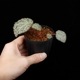 Begonia montaniformis��[ �٥��˥�����󥿥˥ե���ߥ�]��1�ݥå�