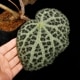 Begonia montaniformis��[ �٥��˥�����󥿥˥ե���ߥ�]��1�ݥå�