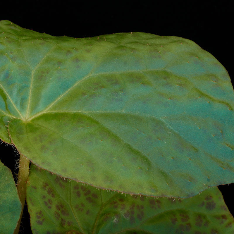 Begonia rockii [ ٥˥å ]1ݥå