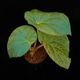 Begonia rockii [ ٥˥å ]1ݥå