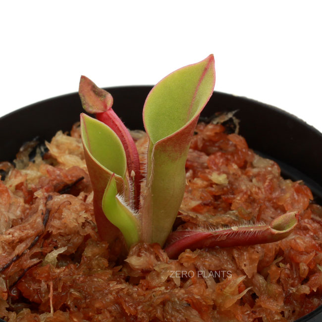 Heliamphora minor  "Big Orange"��[ �إꥢ��ե��顦�ߥΡ��� "�ӥå��������" ]���� PN180806-14 ��